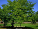 Locust Honey