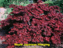 Maple Japanese Weeping