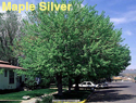 Maple Silver