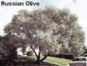 Russian Olive