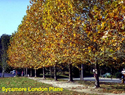 Sycamore London Plane