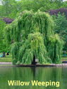 Willow Weeping