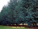 Cedar Blue Atlas