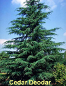 Cedar Deodar