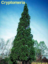 Cryptomeria