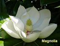 Magnolia