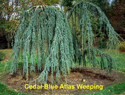 Cedar Blue Atlas Weeping