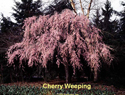 Cherry Weeping