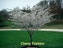 Cherry Yoshino