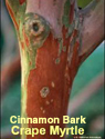 Crape Myrtle Cinnamon Bark