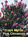 Crape Myrtle Pink Cinnamon 