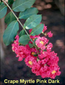 Crape Myrtle Pink Dark