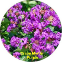 Crape Myrtle Purple