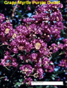 Crape Myrtle Purple Dwarf