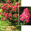 Crape Myrtle Red Dwarf