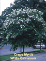 Crape Myrtle White