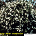 Crape Myrtle White Dwarf