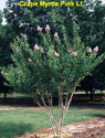 Crape Myrtle Pink Light