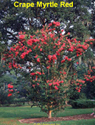 Crape Myrtle Red