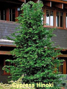 Cypress Hinoki