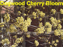 Dogwood Cherry Bloom