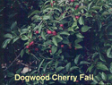 Dogwood Cherry Fall