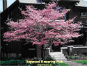 Dogwood Flowering Pink