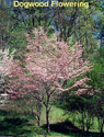 Dogwood Flowering