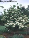 Dogwood Kousa