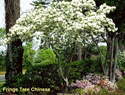 Fringe Tree Chinese