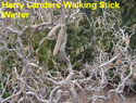 Harry Landers Walking Stick Winter