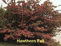 Hawthorn Fall