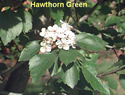 Hawthorn Green