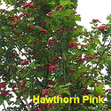 Hawthorn Pink