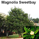 Magnolia Sweetbay