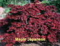 Maple Japanese