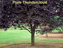 Plum Thundercloud