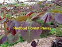 Redbud Forest Pansy