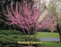 Redbud Eastern