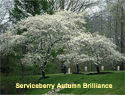 Serviceberry Autumn Brilliance