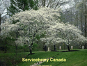 Serviceberry Canada