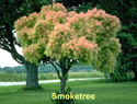 Smoketree