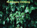 Hydrangea Climbing