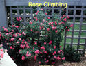 Rose Climbing