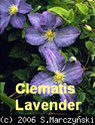 Clematis Lavender