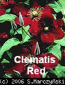 Clematis Red