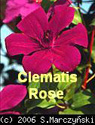 Clematis Rose