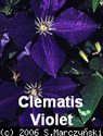 Clematis Violet