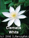 Clematis White