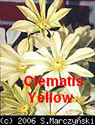 Clematis Yellow